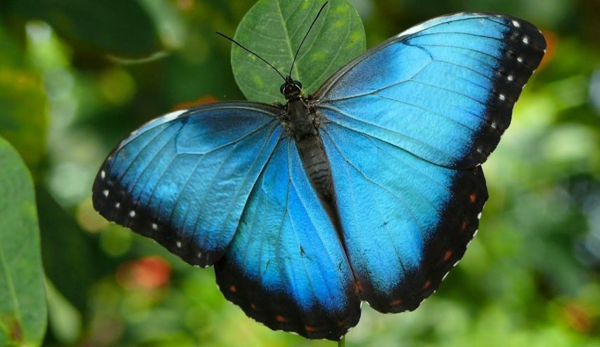 ما سبب نُدرة اللون الأزرق في الطبيعة؟
