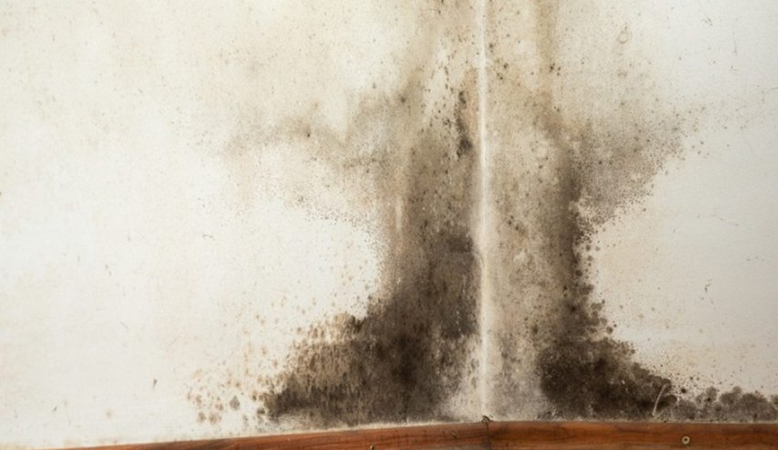 حيل فعالة ومضمونة لتنظيف العفن الأسود في منزلك