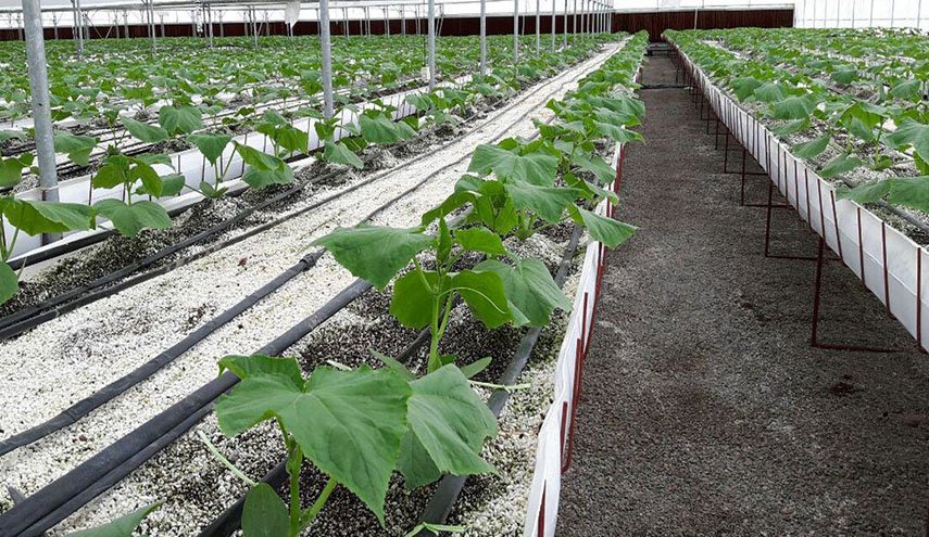 ايران تتجه نحو انتاج البذور الزراعية الهجينة على نطاق واسع