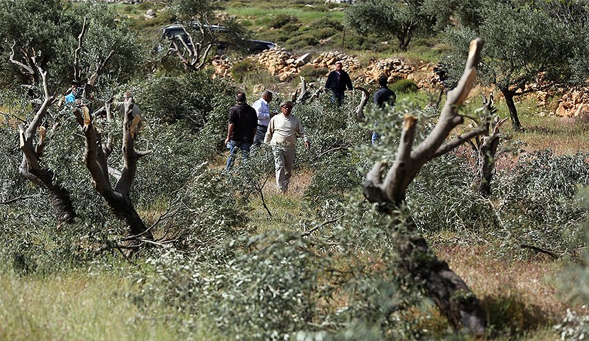 قوات الاحتلال تجرف 15 دونما وتقتلع 150 شجرة زيتون غرب بيت لحم