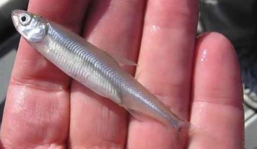 ترامب يُحمل سمكة مسؤولية حرائق لوس أنجلوس!