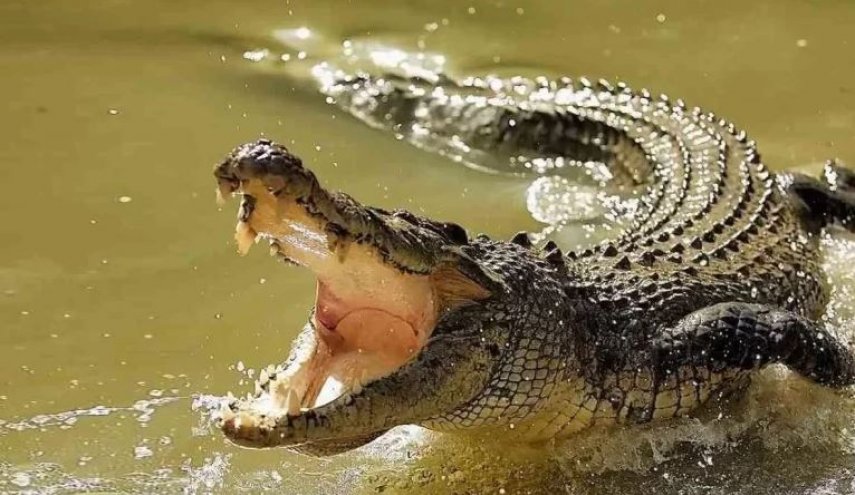 بالفيديو..تمساح يحمل امرأة في قبضة فكيه في واقعة مروعة!