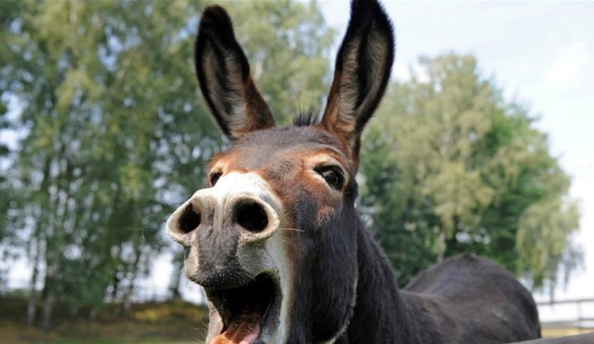 فضيحة بتركيا.. لحوم 'الخيول والحمير' تباع بشركات على انها لحوم بقر