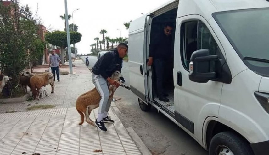 رجال الأمن المغربي يقتحمون منازل المغاربة ويصادرون أغنام الاضاحي!
