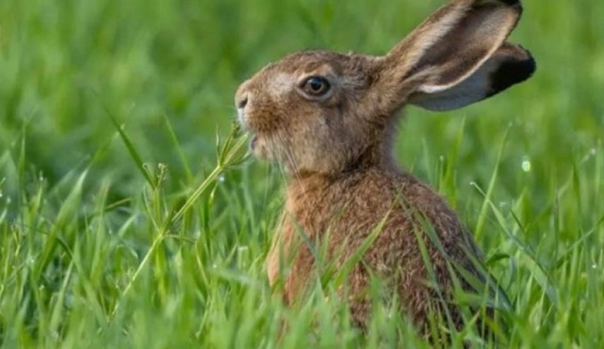 أرنب يتسبب في إلغاء هبوط طائرة بمطار «صبيحة» في إسطنبول