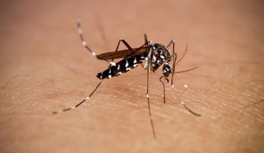 ما هي أعراض الفيروس الجديد 'تشيكونغونيا'؟