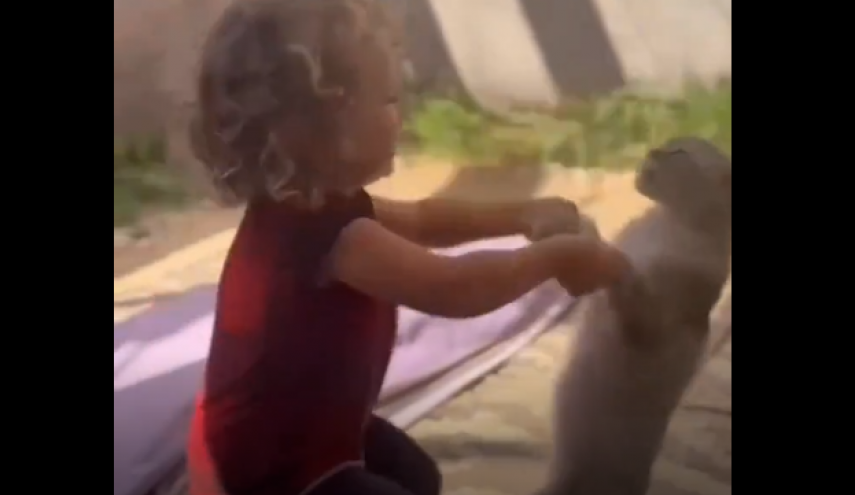 طفل فلسطيني مشرد يرقص مع قطته احتفالاً بانتهاء الحرب+فيديو