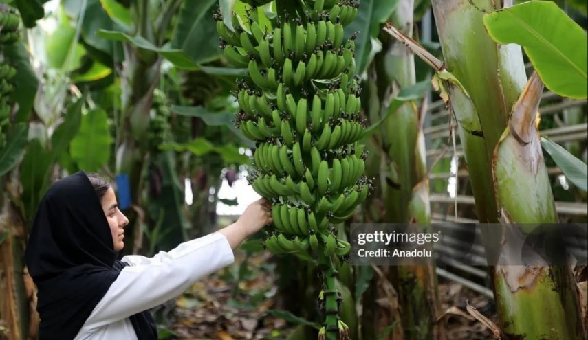 العالم ينبهر بالعملاق الأخضر في إيران: أضخم دفيئة استوائية بالمنطقة!