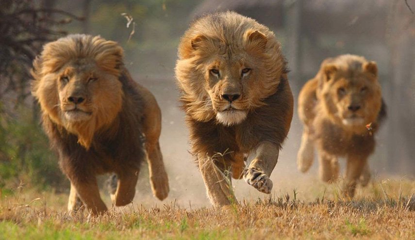 صوت يخيف حتى أكبر المفترسات في الغابة.. ما هو؟