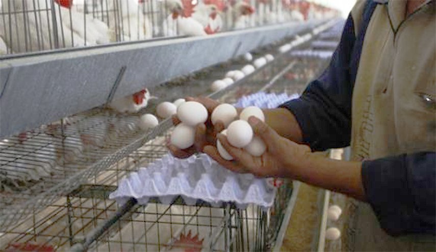 هندسة التجويع.. لماذا يمنع الاحتلال إدخال 'بيض المائدة' إلى غزة؟