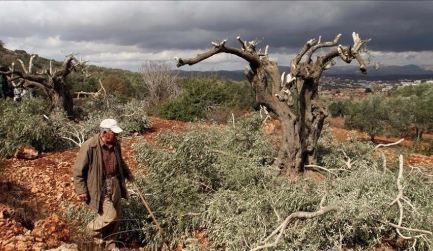 الاحتلال يستهدف البيئة الفلسطينية بقرار اقتلاع الأشجار