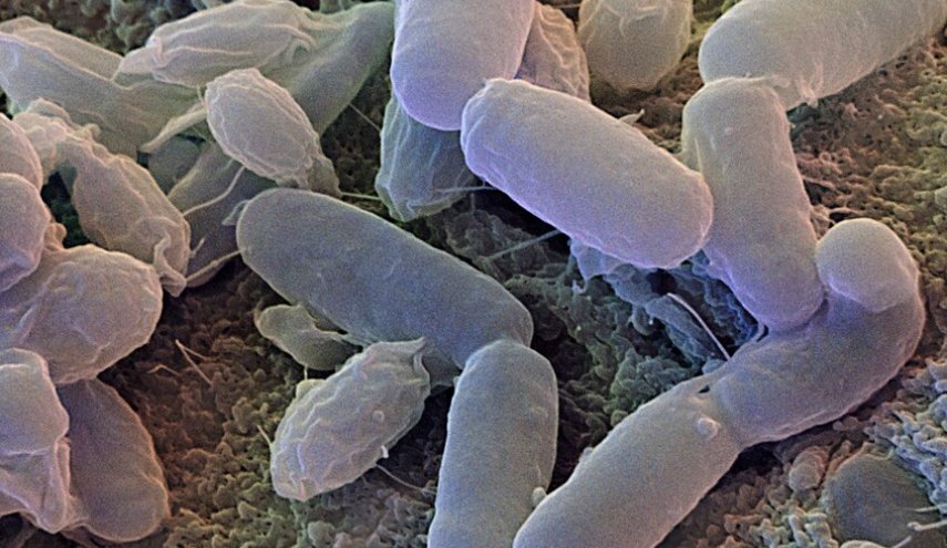 ما هي 'البكتيريا المنزلية' وكيف تؤثر على صحتنا؟