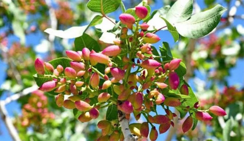إنتاج 89 طناً من الفستق في محافظة إيلام الإيرانية