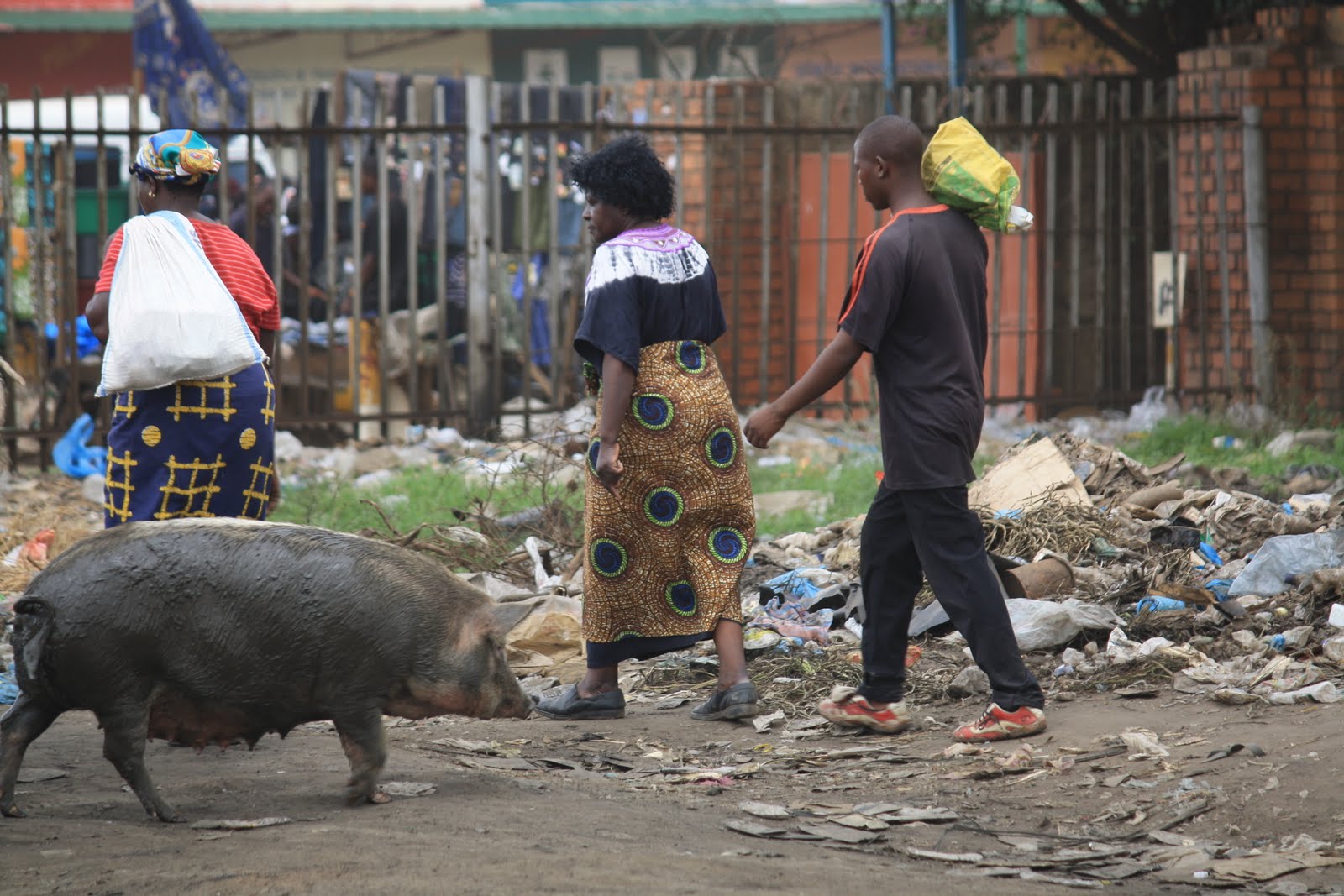 یک خوک در میان زباله های بازار سووتو