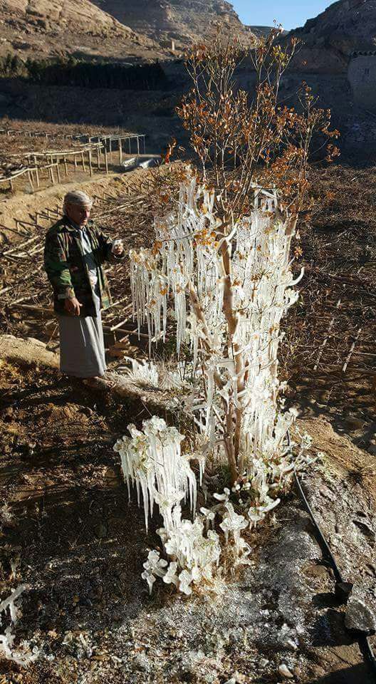 بالصور؛ "البلّور" يتدلى من الأشجار في هذا البلد العربي!