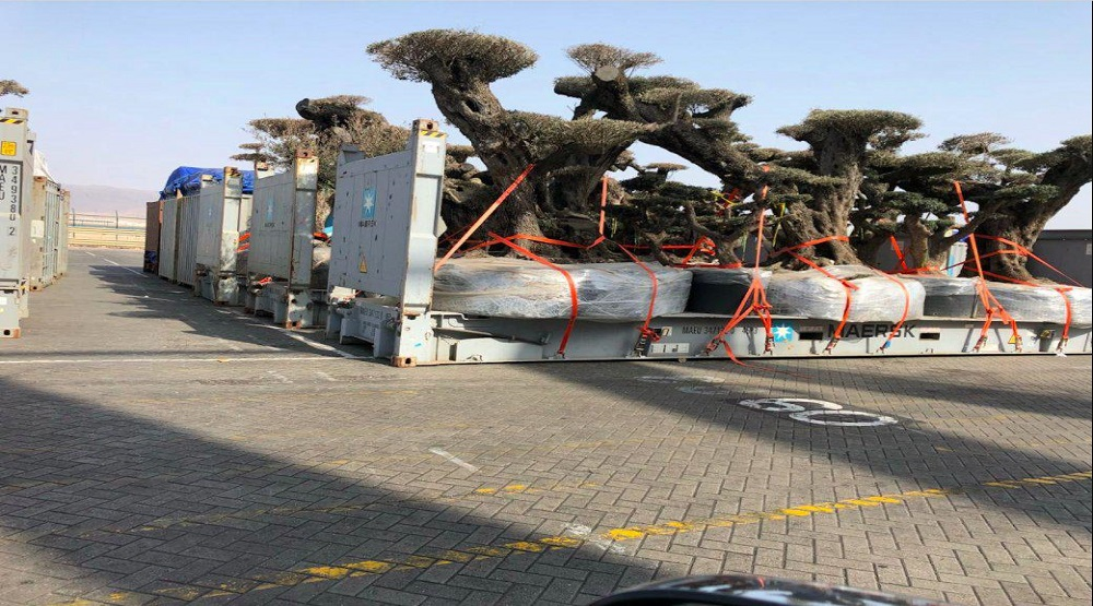 الامارات تسرق اشجارا معمرة ونادرة من جزيرة سقطرى اليمنية+ صور