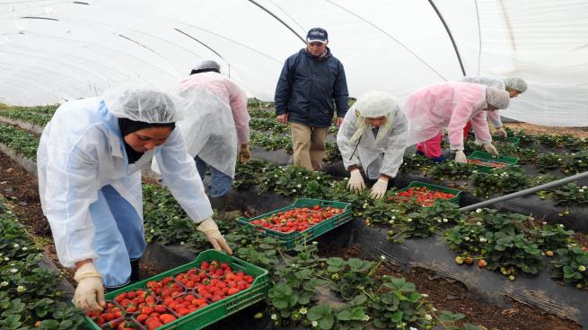 العاملات المغربيات يذقن مرارة الفراولة الإسبانية بجنيها!