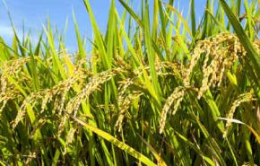 انخفاض أسعار السكر والأرز والقمح عالميا