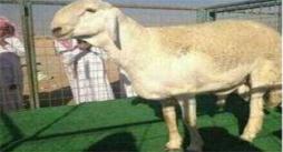 فروش گوسفند چهارصد میلیونی در عربستان