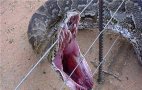 ثعبان يقطع الکهرباء عن آلاف المنازل في اوکلاهوما