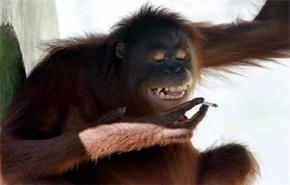 قردة تواجه الموت بسبب التدخين