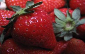 المانيا:فراولة مجمدة قد تكون وراء اصابة اطفال كثيرين بتسمم غذائي