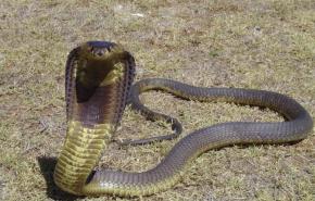 السلطات التايلاندية تصادر 600 ثعبان كوبرا قاتل