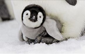 حادثه‌ای نادر در دنیای پنگوئن‌ها