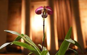 نمایش نمونه‌های کمیاب گل ارکیده در نیویورک