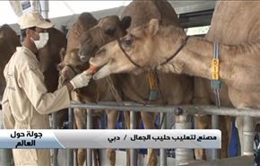 کارگاه تولید فرآورده های شیر شتر در دبی