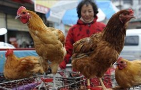خمس وفيات بانلفونزا الطيور في الصين