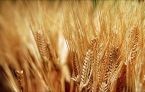 مصر تطلب مساعدة فرنسا بتخزين الحبوب واستيراد القمح