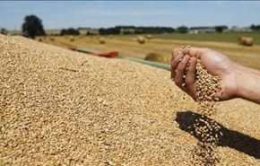 الفاو تتوقع تحسن إنتاج الحبوب في 2013