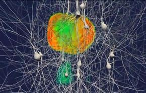 أطلس رقمي ثلاثي الأبعاد للدماغ البشري