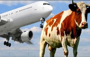 طائرة تصطدم ببقرة  في أحد مطارات إندونيسيا