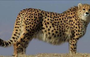 تصاویر زیبا از یوزپلنگ در معرض انقراض در ایران