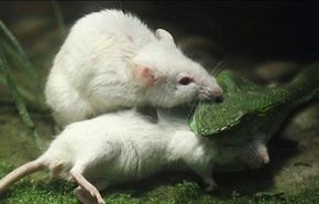 بالصور: فأر يحاول إنقاذ صديقه من فك ثعبان