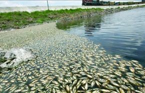 نفوق 71 طنا من السمك في مياه بحيرة ريو دي جانيرو