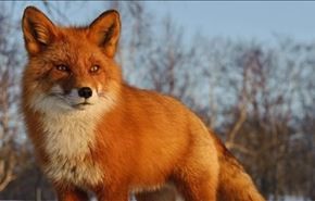 فیلم؛ شگرد عجیب روباه برای شکار در زیر برف