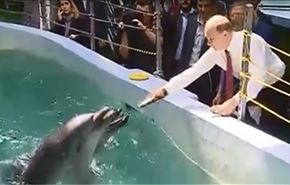فیلم؛ پوتین به دلفین ها غذا می دهد