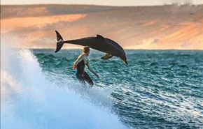 مسابقه موج سواری انسان و دلفین +عکس