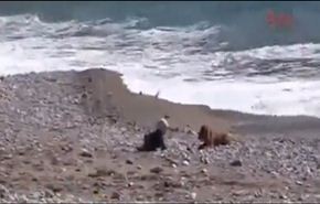 فيديو ..كلب يعترض طريق طفل لينقذه من الغرق