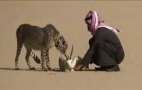 فیلم؛ شکار با یوزپلنگ دست‌آموز در عربستان