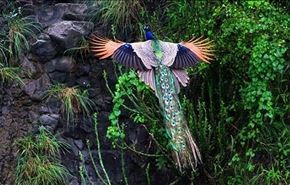 منظره رویایی پرواز یک طاووس