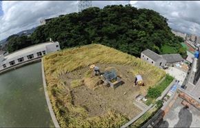 بالصور.. يزرع الأرز على سقف منزله