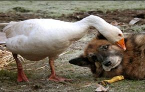 صداقة تجمع بين كلب ووزة