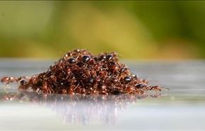 مورچه‌ها چگونه از سیل جان سالم به در می‌برند؟