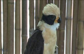 حماية الطیور في السلفادور