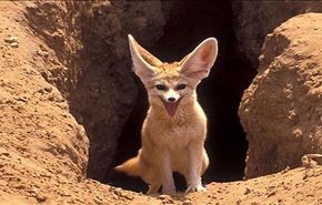 عکسهایی از روباه زیبای صحرا