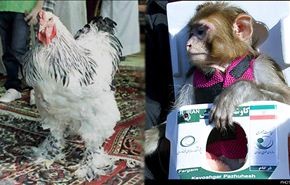 القرد الايراني و دجاجة السعودية